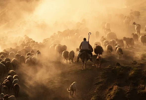 Sürülerin tozlu yolculuğu havadan görüntülendi