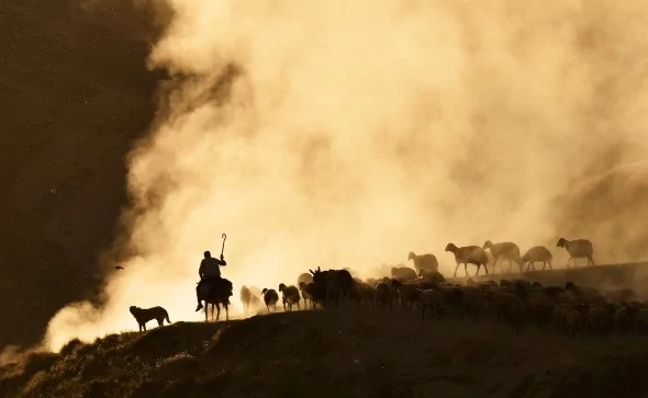 Sürülerin tozlu yolculuğu havadan görüntülendi