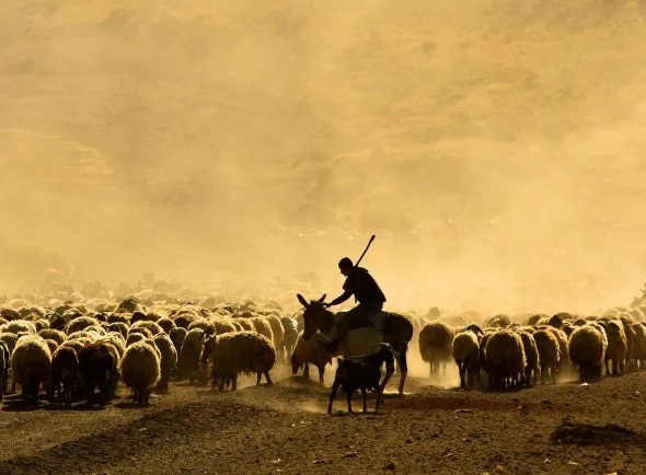 Sürülerin tozlu yolculuğu havadan görüntülendi