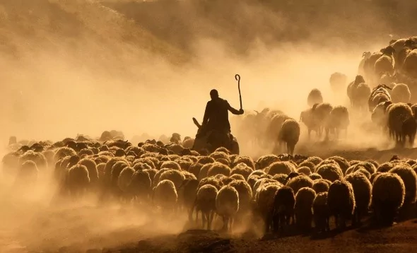 Sürülerin tozlu yolculuğu havadan görüntülendi
