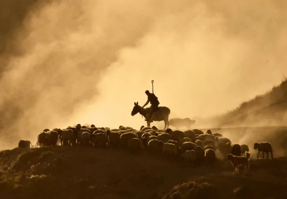 Sürülerin tozlu yolculuğu havadan görüntülendi