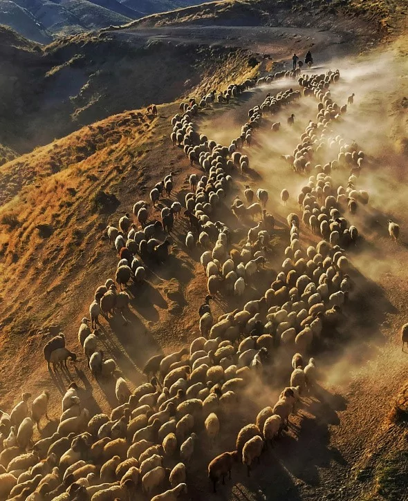 Sürülerin tozlu yolculuğu havadan görüntülendi