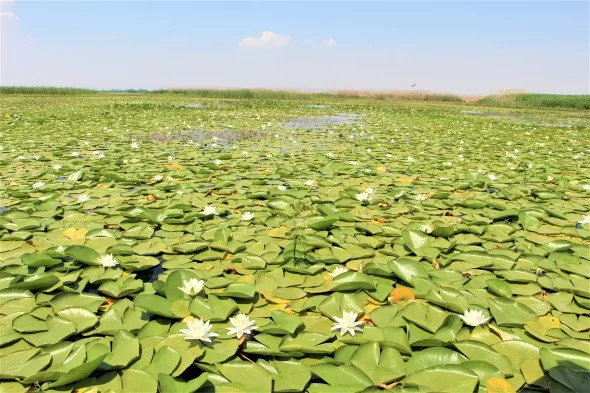 Türkiye'nin en büyük Nilüfer tarlasında şölen başladı