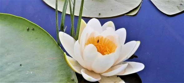 Türkiye'nin en büyük Nilüfer tarlasında şölen başladı