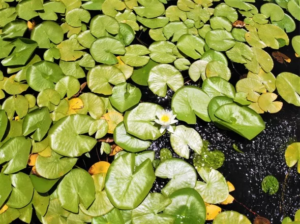 Türkiye'nin en büyük Nilüfer tarlasında şölen başladı