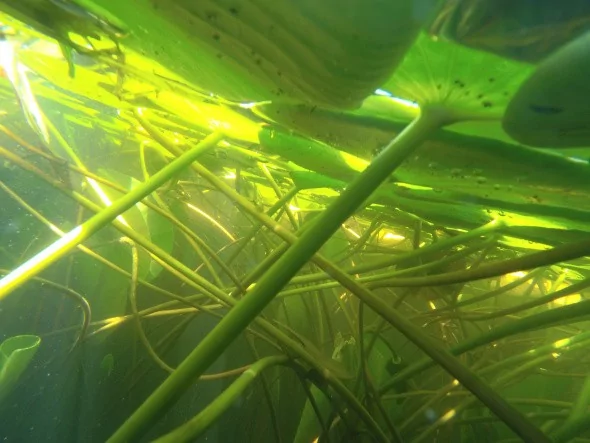 Türkiye'nin en büyük Nilüfer tarlasında şölen başladı