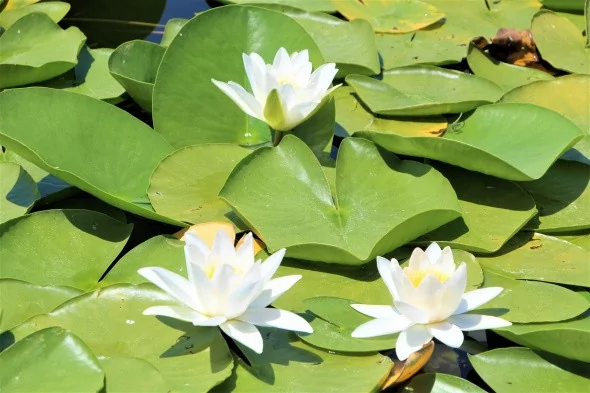 Türkiye'nin en büyük Nilüfer tarlasında şölen başladı