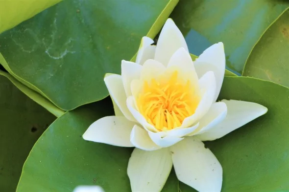 Türkiye'nin en büyük Nilüfer tarlasında şölen başladı