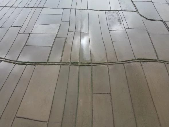 Çeltik tarlalarının sofraya uzanan yolculuğu başladı