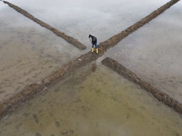 Çeltik tarlalarının sofraya uzanan yolculuğu başladı