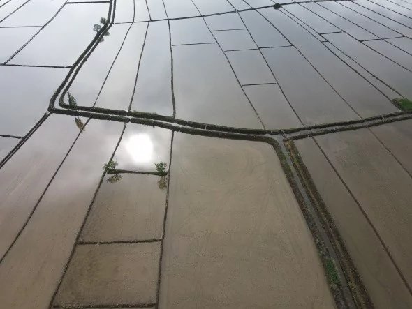 Çeltik tarlalarının sofraya uzanan yolculuğu başladı