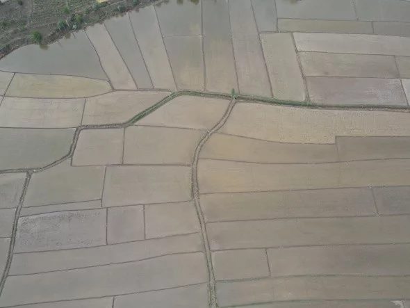 Çeltik tarlalarının sofraya uzanan yolculuğu başladı