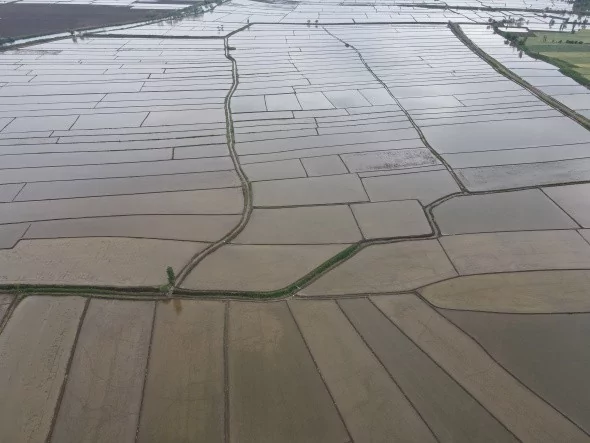 Çeltik tarlalarının sofraya uzanan yolculuğu başladı