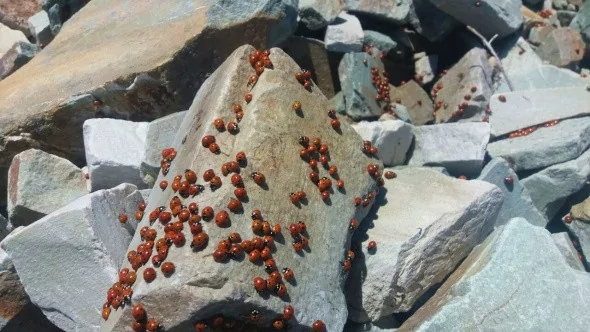 Uğur böceklerinden görsel şölen