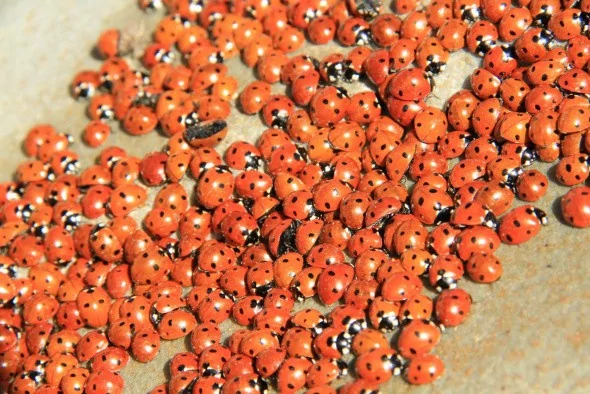 Uğur böceklerinden görsel şölen