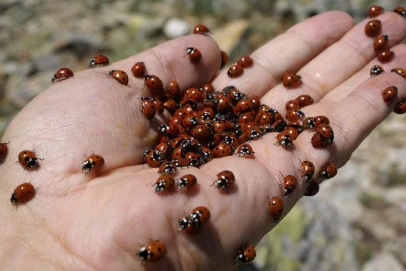 Uğur böceklerinden görsel şölen