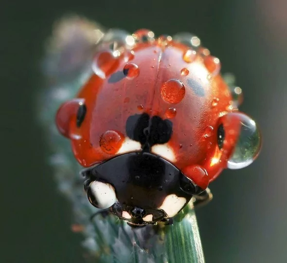 Uğur böceklerinden görsel şölen