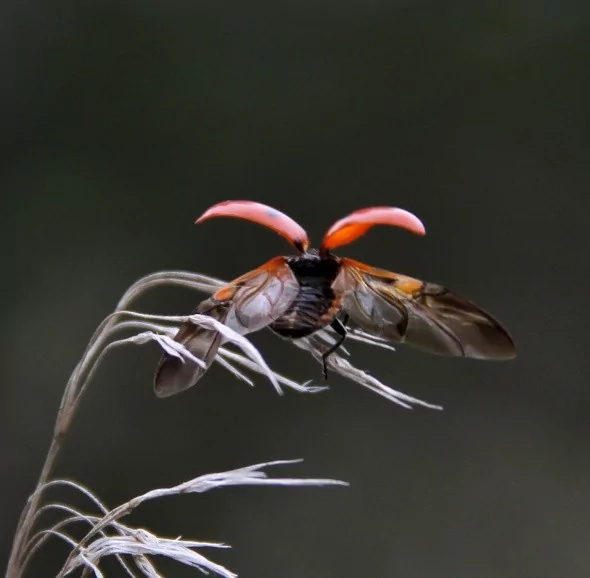 Uğur böceklerinden görsel şölen