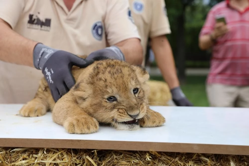 Bursa Hayvanat Bahçesinde Yavru Aslan Sevinci