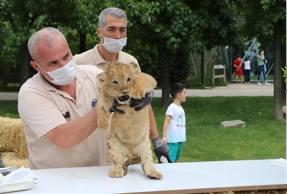 Bursa Hayvanat Bahçesinde Yavru Aslan Sevinci