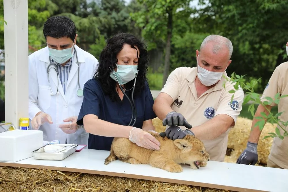 Bursa Hayvanat Bahçesinde Yavru Aslan Sevinci