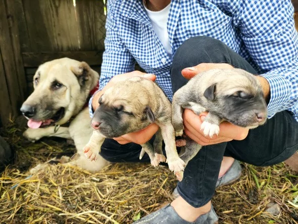 Köpeği tek seferde 'servet' doğurdu