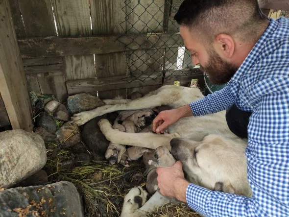 Köpeği tek seferde 'servet' doğurdu