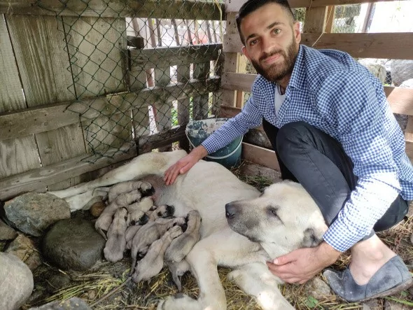 Köpeği tek seferde 'servet' doğurdu