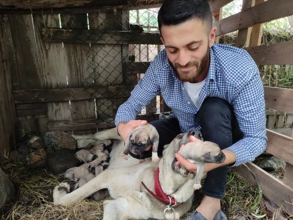 Köpeği tek seferde 'servet' doğurdu