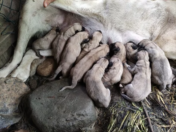 Köpeği tek seferde 'servet' doğurdu