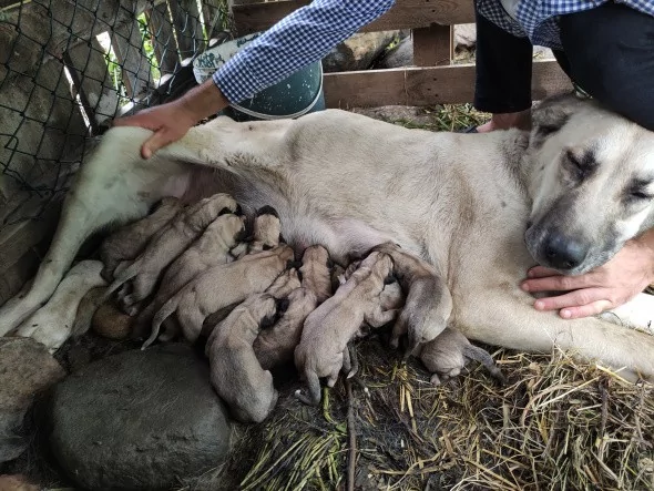 Köpeği tek seferde 'servet' doğurdu