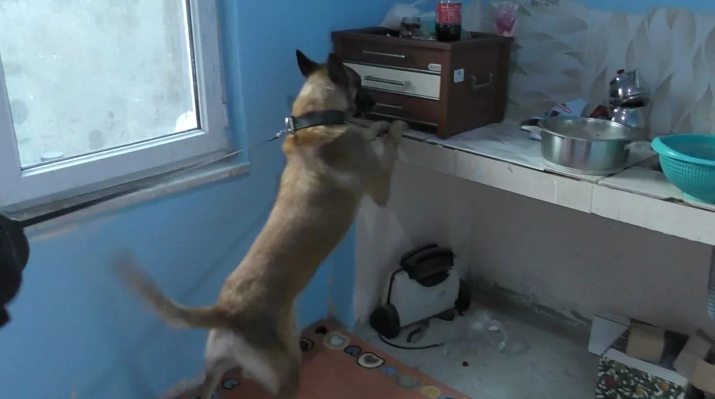 Bursa'da Dronlar tespit etti, narko polisler çatılarda tek tek böyle yakadı