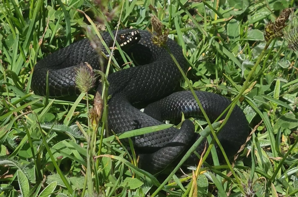 Bursa'da zehirli yılan şoku! Tek ısırığı yüzlerce insanı öldürüyor