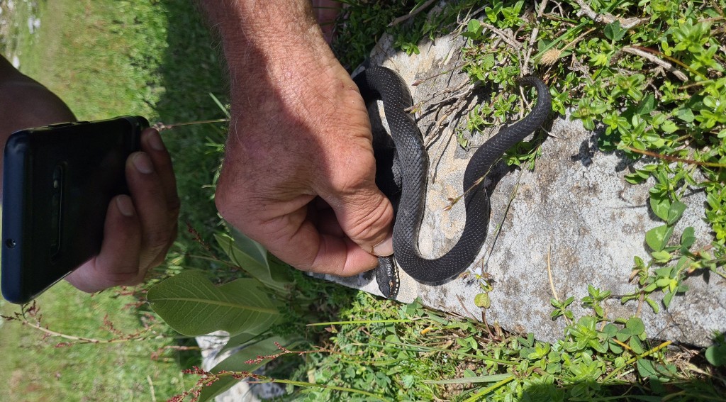 Bursa'da zehirli yılan şoku! Tek ısırığı yüzlerce insanı öldürüyor