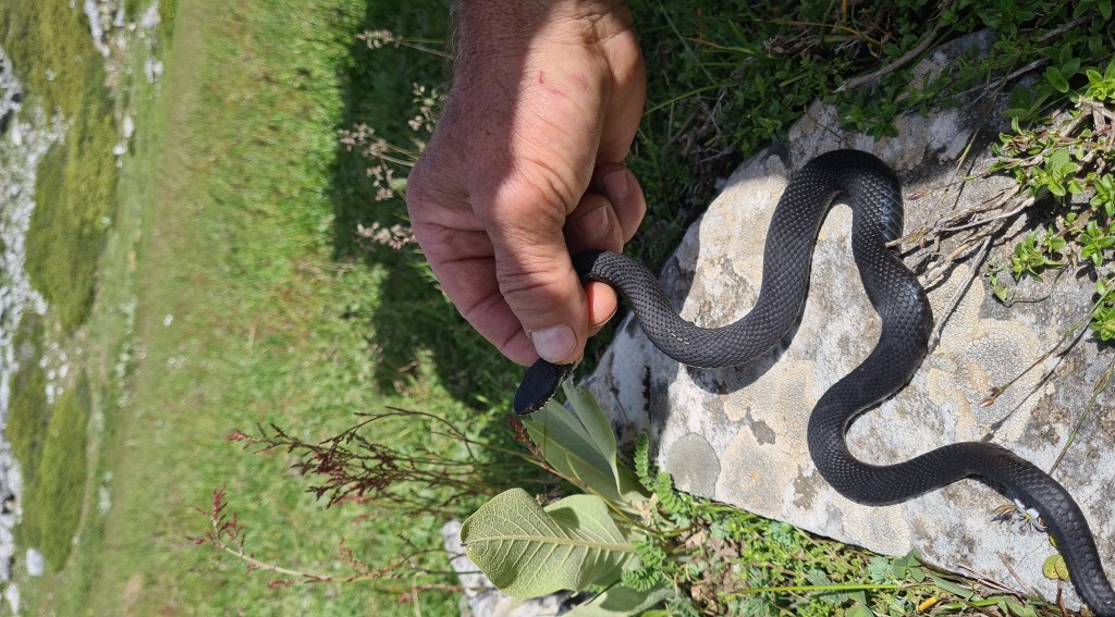 Bursa'da zehirli yılan şoku! Tek ısırığı yüzlerce insanı öldürüyor