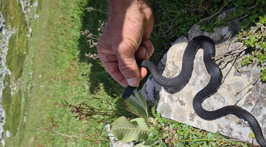 Bursa'da zehirli yılan şoku! Tek ısırığı yüzlerce insanı öldürüyor