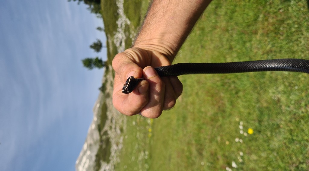 Bursa'da zehirli yılan şoku! Tek ısırığı yüzlerce insanı öldürüyor