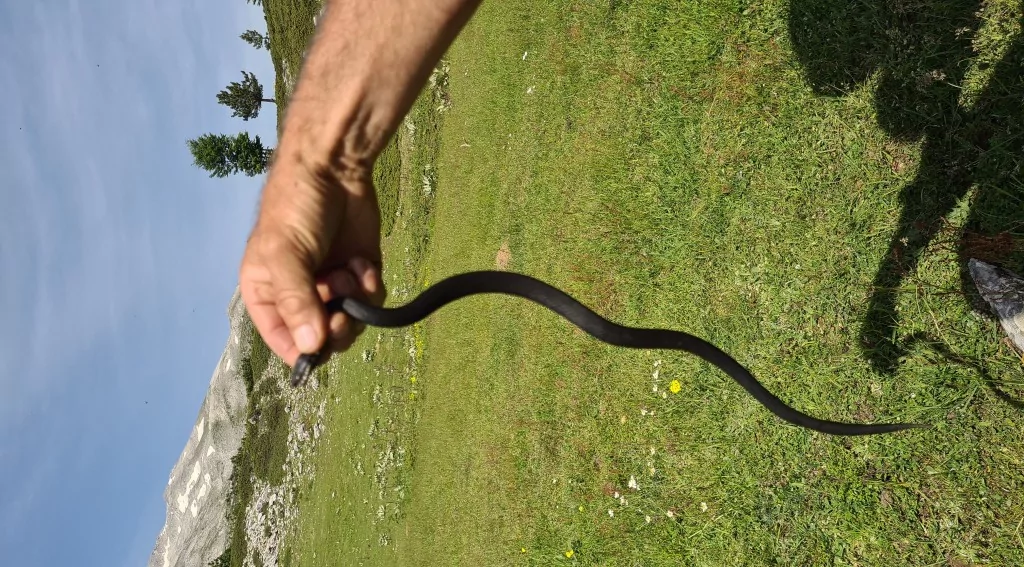 Bursa'da zehirli yılan şoku! Tek ısırığı yüzlerce insanı öldürüyor