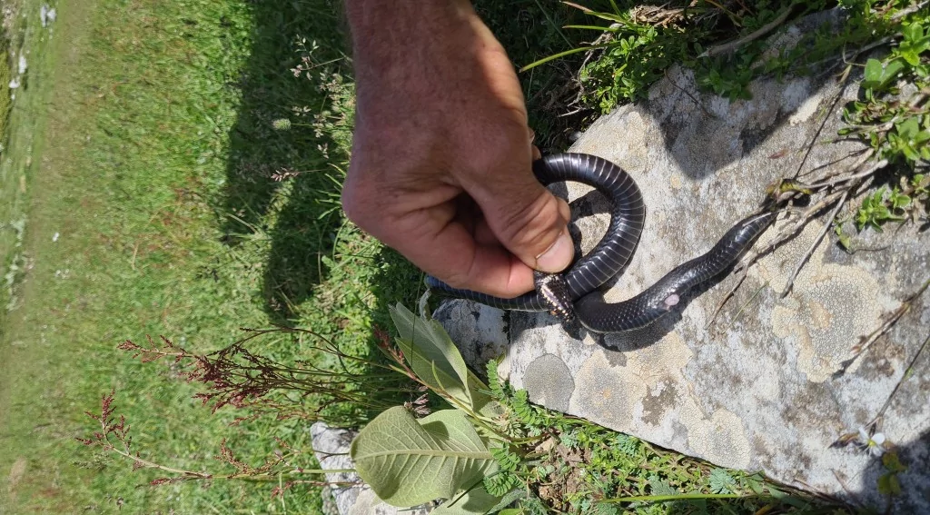 Bursa'da zehirli yılan şoku! Tek ısırığı yüzlerce insanı öldürüyor