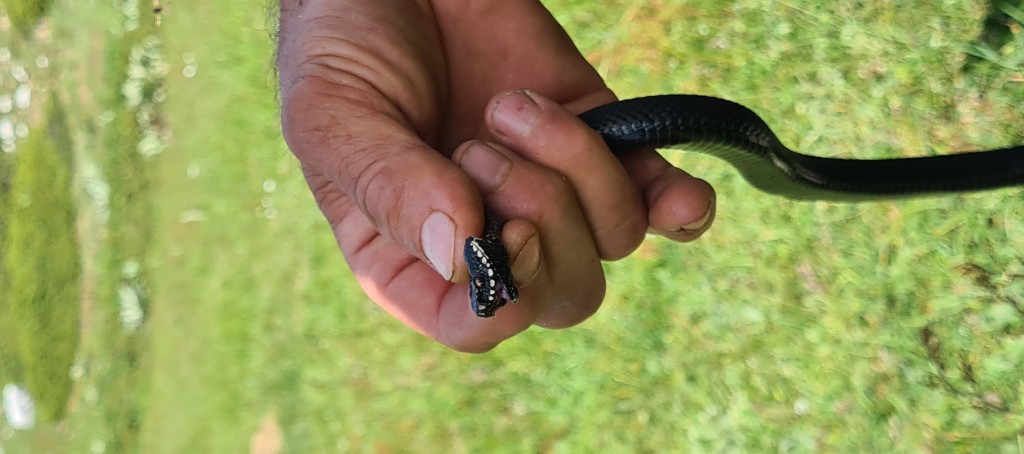 Bursa'da zehirli yılan şoku! Tek ısırığı yüzlerce insanı öldürüyor