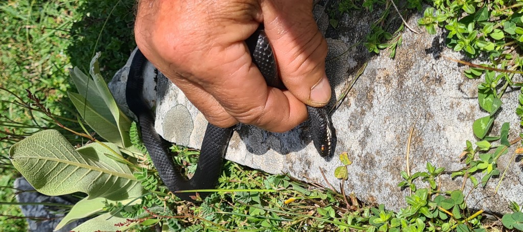 Bursa'da zehirli yılan şoku! Tek ısırığı yüzlerce insanı öldürüyor