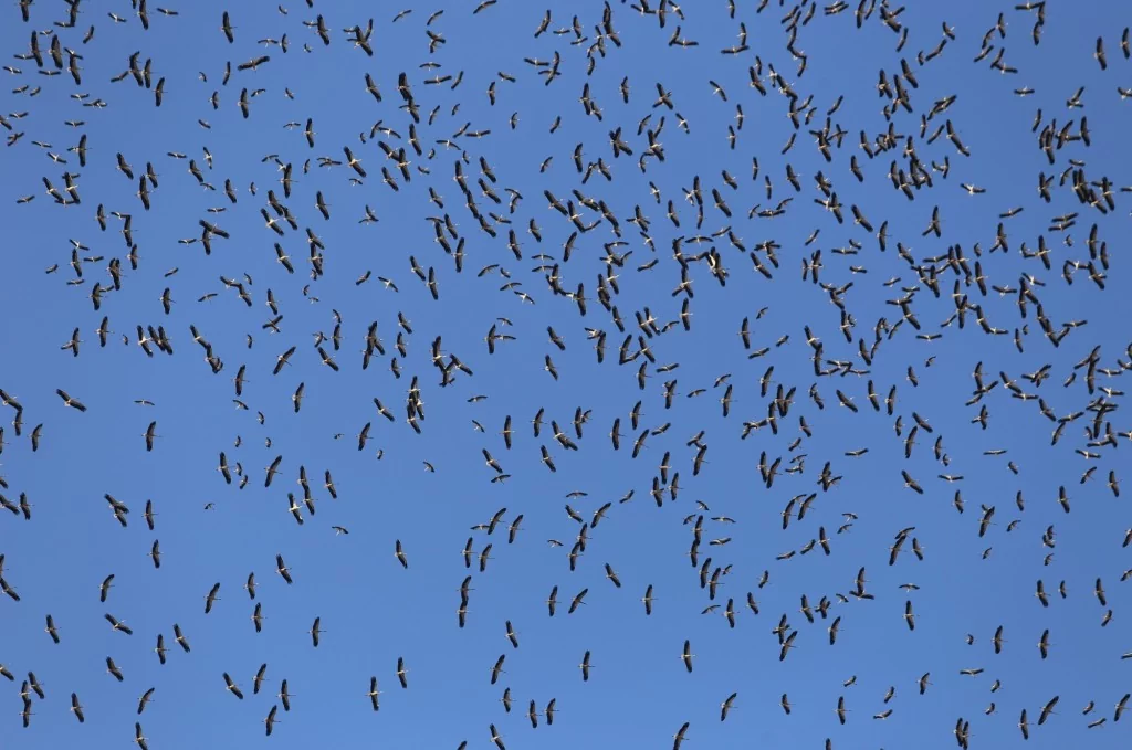 Leyleklerin göç yolculuğu Bursa semalarında görüntülendi