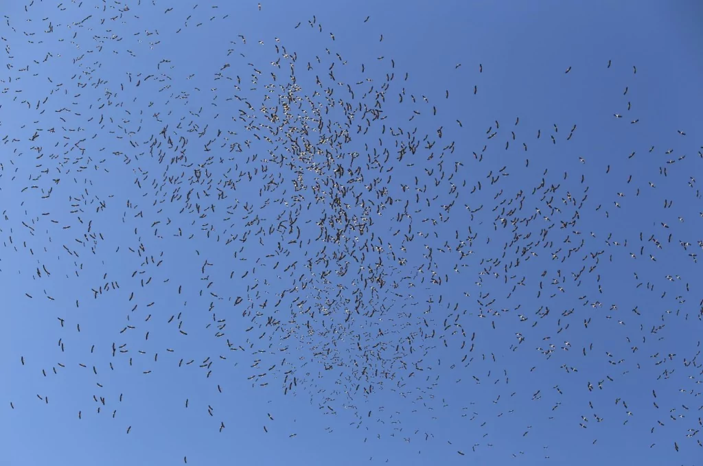 Leyleklerin göç yolculuğu Bursa semalarında görüntülendi