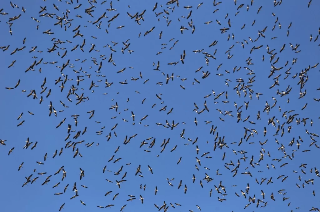 Leyleklerin göç yolculuğu Bursa semalarında görüntülendi