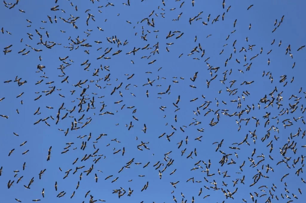 Leyleklerin göç yolculuğu Bursa semalarında görüntülendi