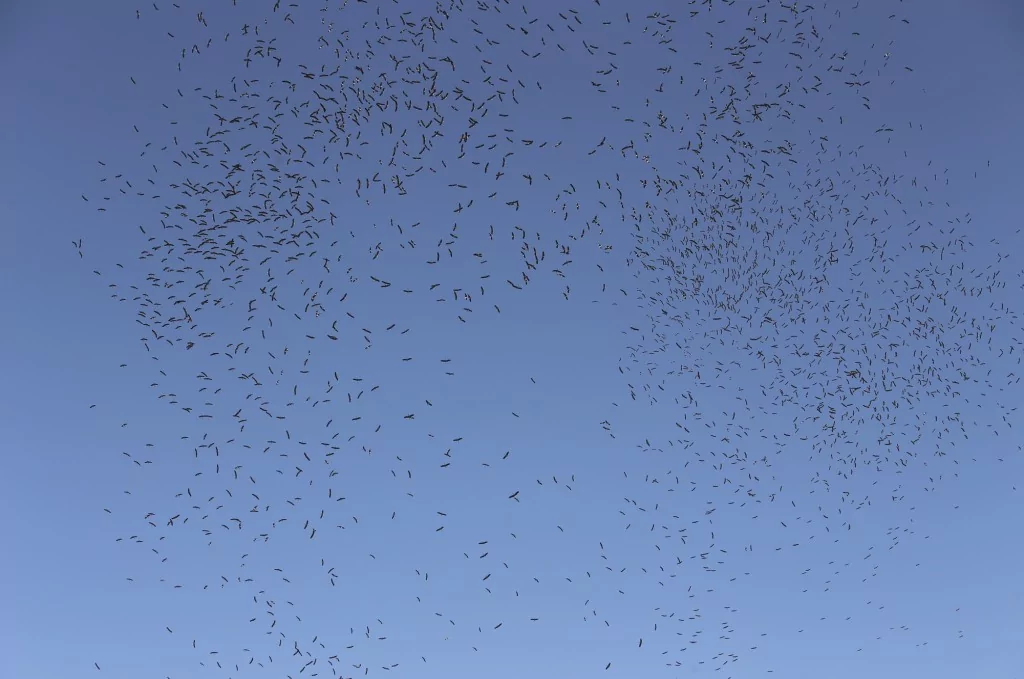 Leyleklerin göç yolculuğu Bursa semalarında görüntülendi