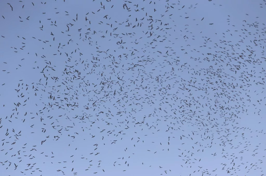 Leyleklerin göç yolculuğu Bursa semalarında görüntülendi