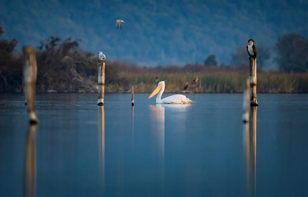 Tepeli pelikanlardan görsel şölen