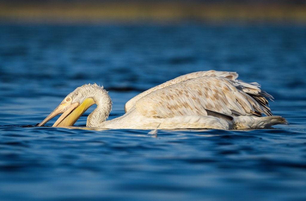 Tepeli pelikanlardan görsel şölen