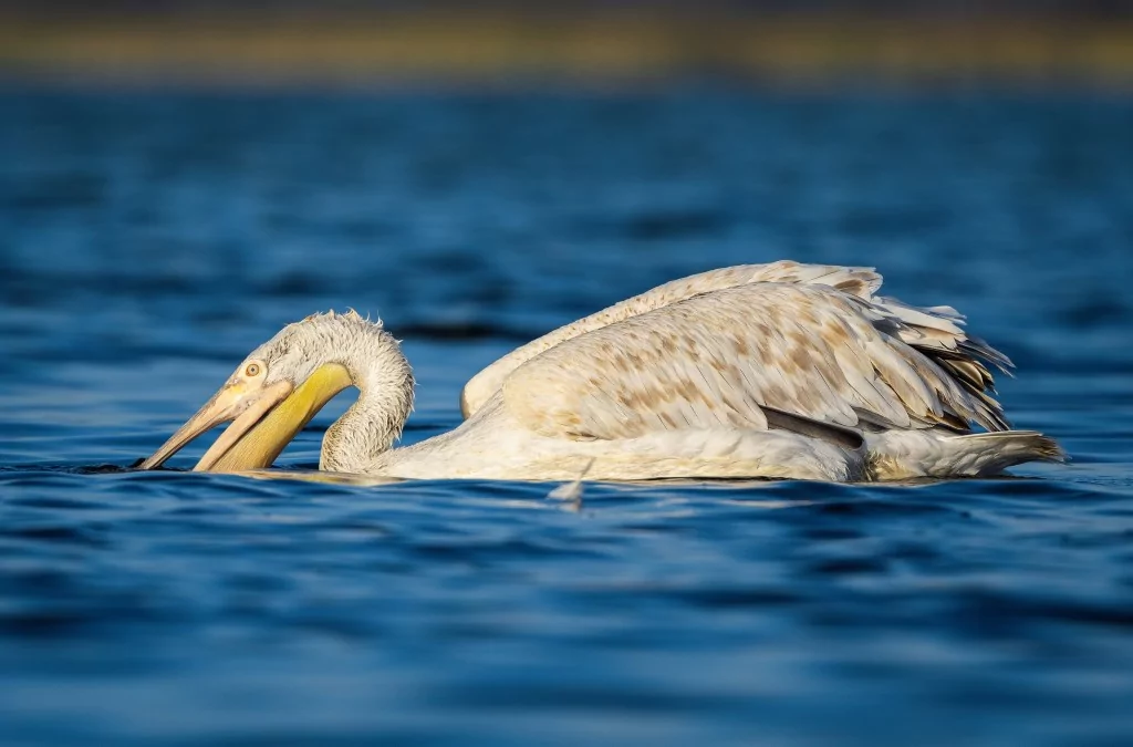 Tepeli pelikanlardan görsel şölen